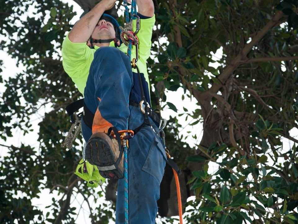 Qualified arborist working in a mature tree during a risk assessment in Herefordshire