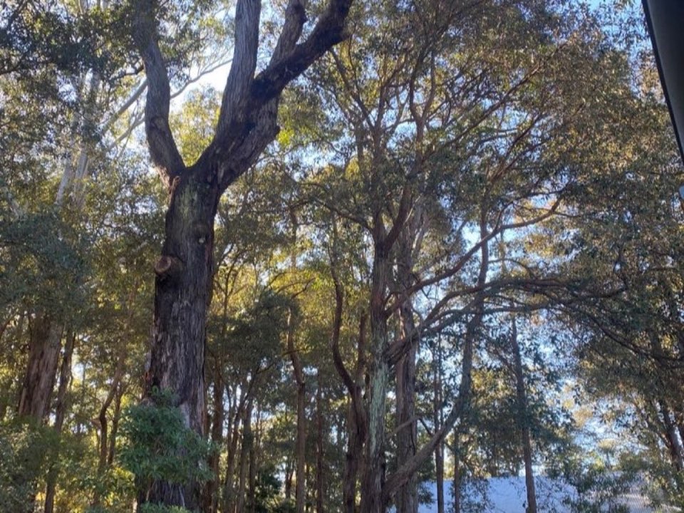 Mature trees in a Herefordshire parkland setting due for routine re-inspection